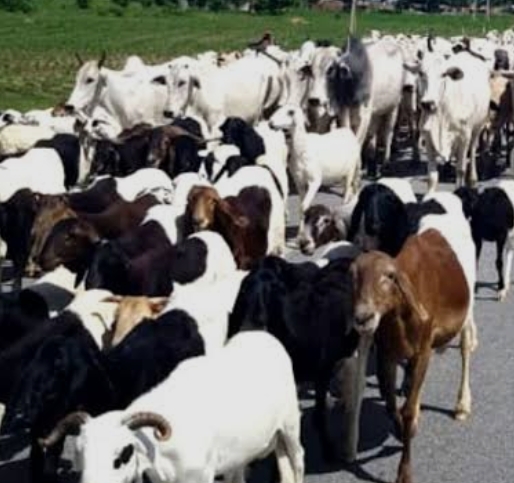 Nigeria Moves to Tackle Livestock Diseases, Seeks Wider Vaccine Distribution