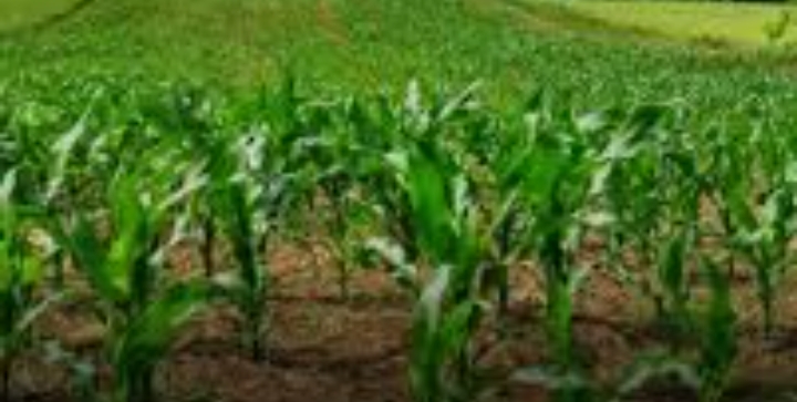 FG Signs AI-Powered Crop Monitoring Deal with Morocco to Boost Food Security Across 15 States