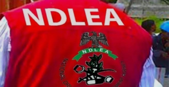 NDLEA Busts Edo Drug Warehouse, Arrests Couple with 22 Bags of Skunk, Canadian Loud