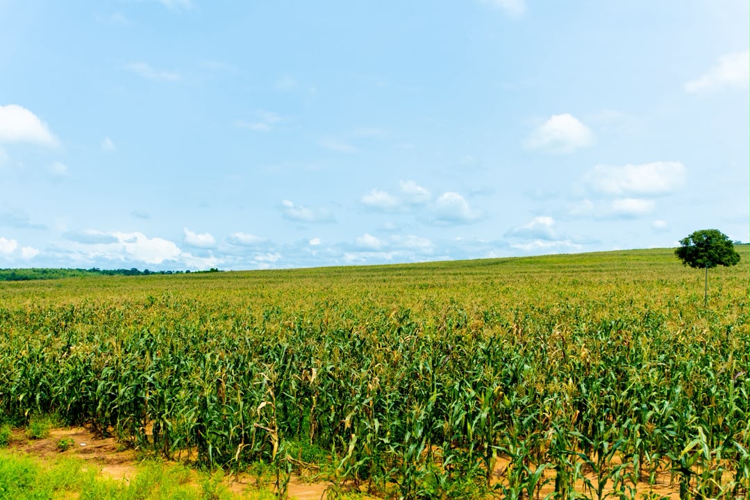 Edo Govt Begins Harvest of Over 500 Hectares of Maize, Moves to Boost Food Security