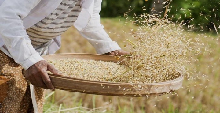 Japan Grants Nigeria ¥587m to Boost Rice Seed Production, Food Security