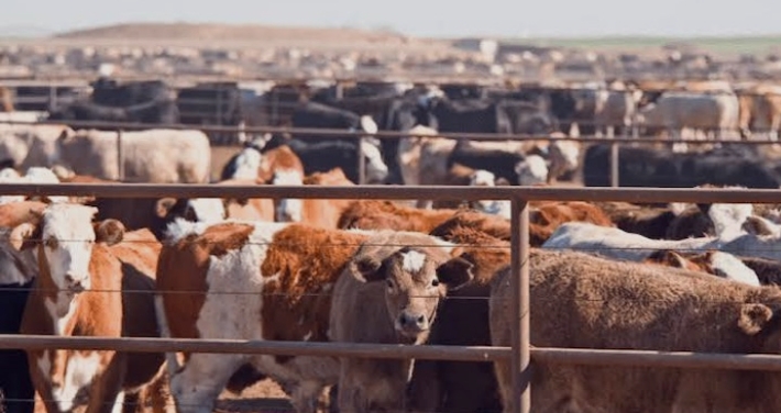 U.S. Targets Nigeria’s Livestock Sector in Fresh Trade, Investment Push