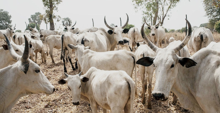 Yobe Produces 10m Livestock Yearly as FG Plans Modern Abattoir in Damaturu — Buni