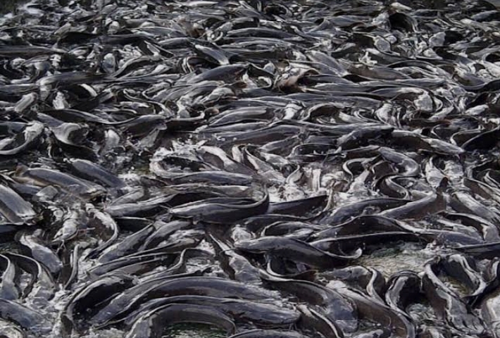 Taraba Can Generate ₦1bn Annually From Fisheries, Create Thousands of Jobs — Federation